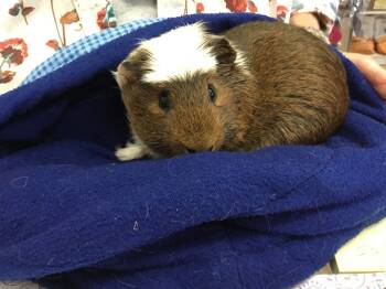 Rescue Guinea Pig Guinea Pigs for Adoption in San Diego, California - Brent | PetCurious